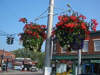 Main Street Beacon Hanging Baskets by the Tioronda Garden Club